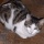 Chat 5