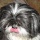 Chien 9