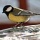 Oiseau 9
