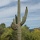 Cactus 28